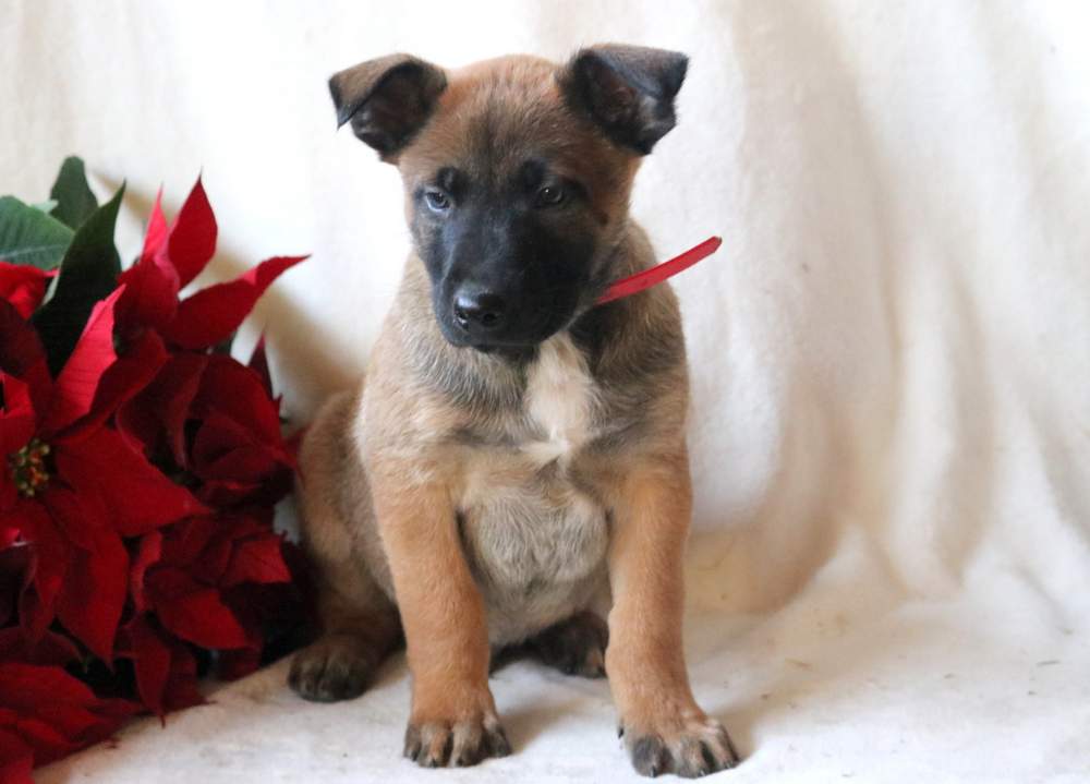 Belgian Malinois Puppies For Sale Puppy Adoption Pet Need Home Puppies