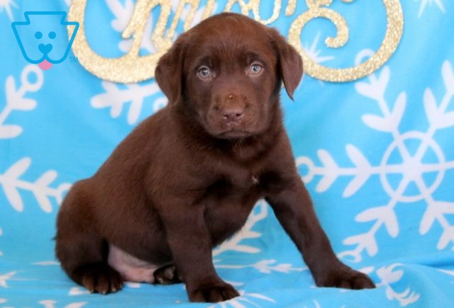 chocolate lab puppy for sale