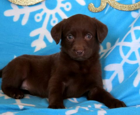 chocolate lab puppy for sale